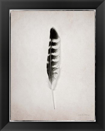 Framed Feather IV BW Print