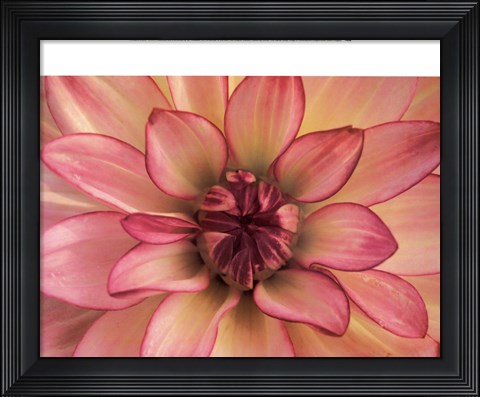 Framed Pink Dahlia Study Print