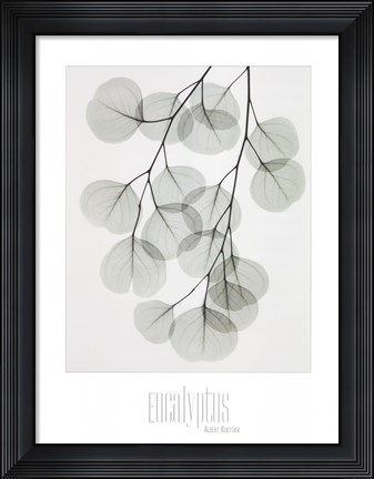 Framed Eucalyptus Print