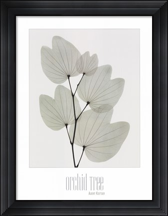 Framed Orchid Tree Print