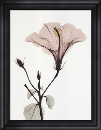 Framed Hibiscus Print