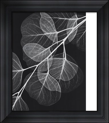 Framed Eucalyptus in Black &amp; White Print