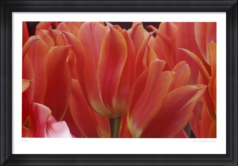 Framed Tulips Print