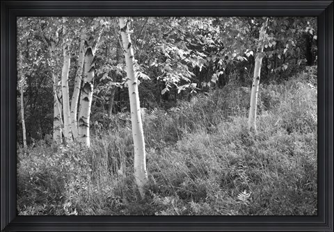 Framed Sunlit Birches I Print