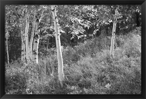 Framed Sunlit Birches I Print