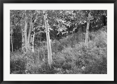 Framed Sunlit Birches I Print