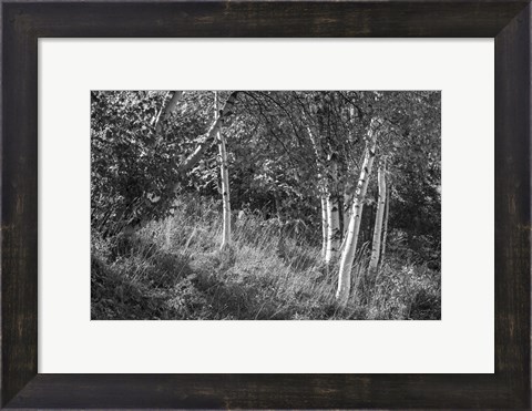 Framed Sunlit Birches II Print