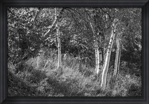 Framed Sunlit Birches II Print