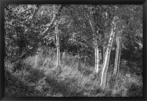 Framed Sunlit Birches II Print