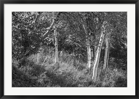 Framed Sunlit Birches II Print