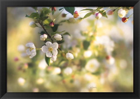 Framed Blush Blossoms I Print