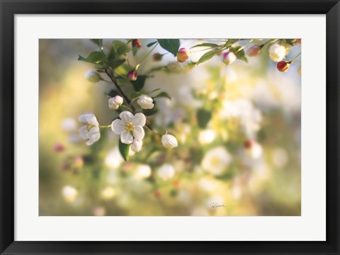 Framed Blush Blossoms I Print