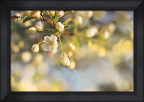 Framed Blush Blossoms II Print