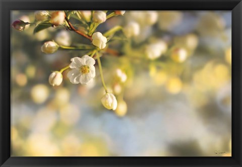 Framed Blush Blossoms II Print