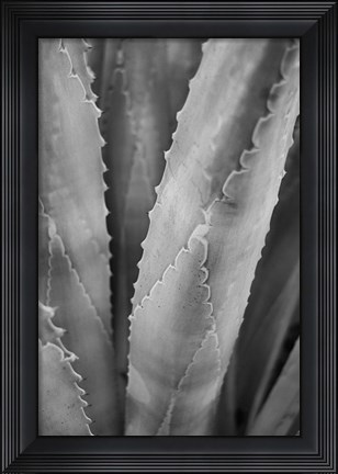 Framed Abstract Agava I Print