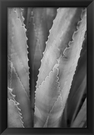 Framed Abstract Agava I Print