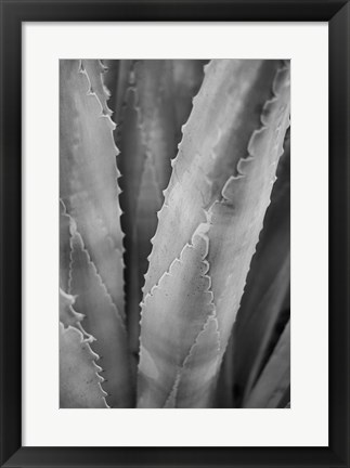 Framed Abstract Agava I Print