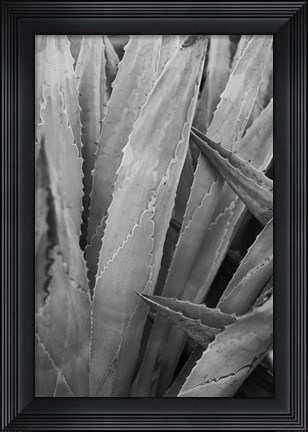 Framed Abstract Agava II Print