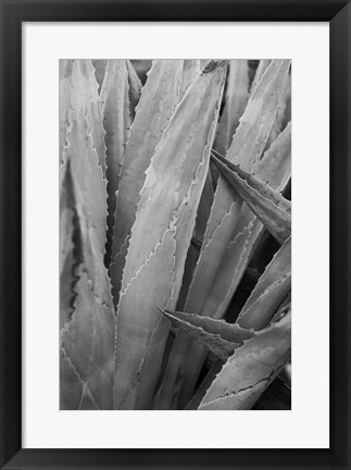 Framed Abstract Agava II Print