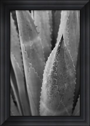 Framed Abstract Agava III Print
