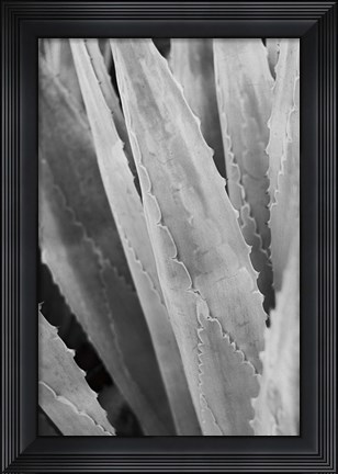 Framed Abstract Agava IV Print
