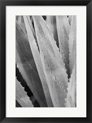 Framed Abstract Agava IV Print