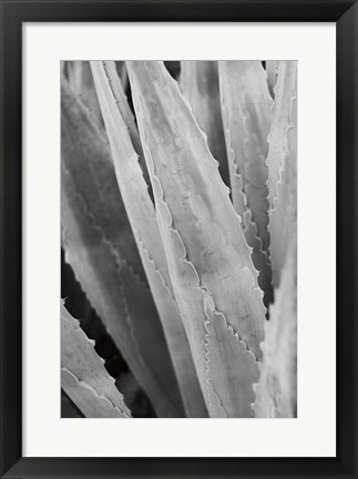 Framed Abstract Agava IV Print