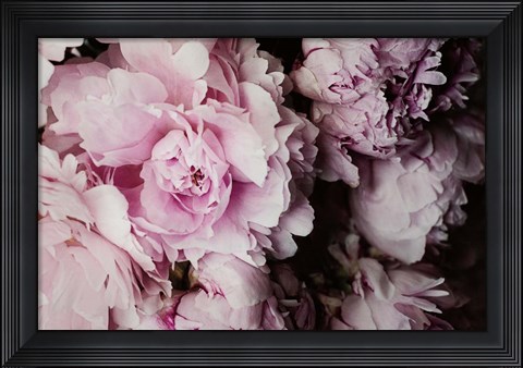 Framed Peonies Galore I Print