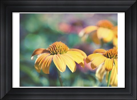 Framed Mellow Yellows II Print