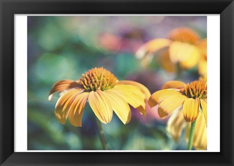 Framed Mellow Yellows II Print