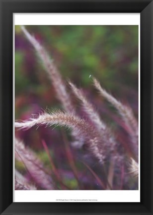 Framed Purple Plumes I Print