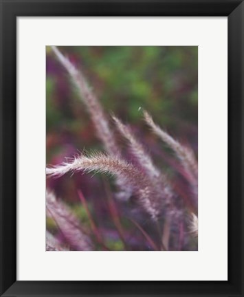 Framed Purple Plumes I Print