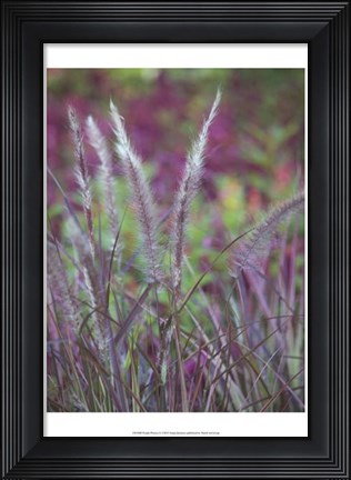 Framed Purple Plumes II Print
