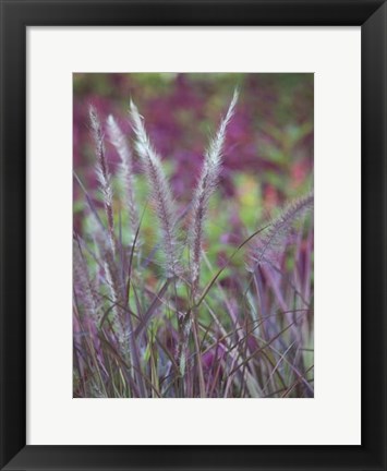 Framed Purple Plumes II Print