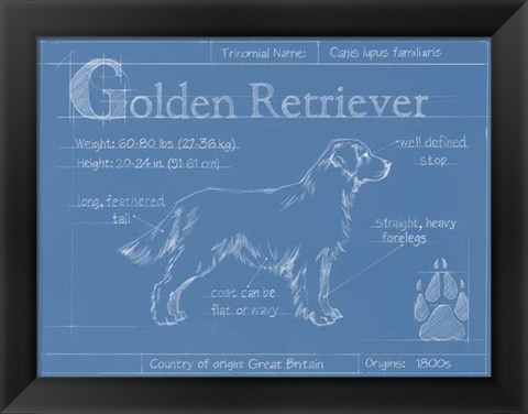 Framed Blueprint Golden Retriever Print