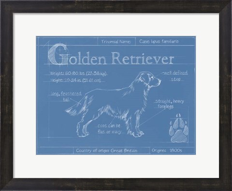 Framed Blueprint Golden Retriever Print