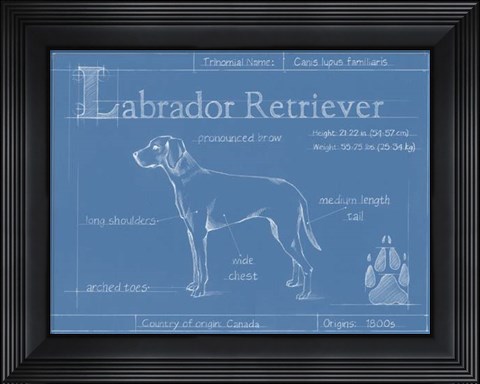 Framed Blueprint Labrador Retriever Print