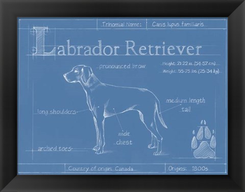 Framed Blueprint Labrador Retriever Print