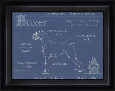 Framed Blueprint Boxer Print