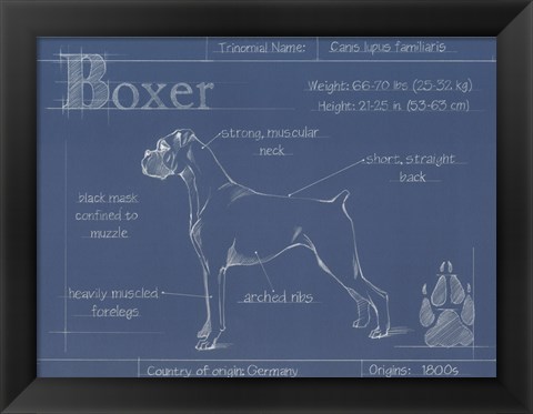 Framed Blueprint Boxer Print