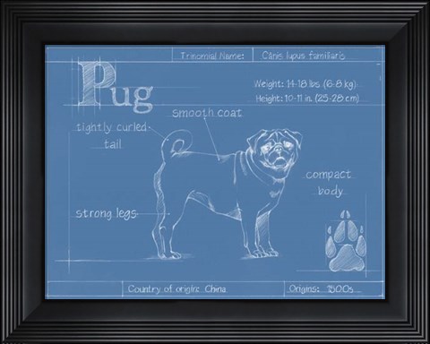 Framed Blueprint Pug Print