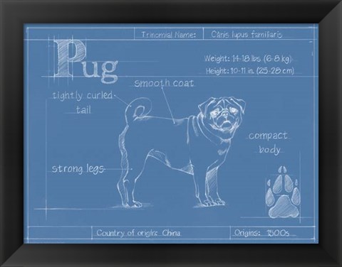 Framed Blueprint Pug Print