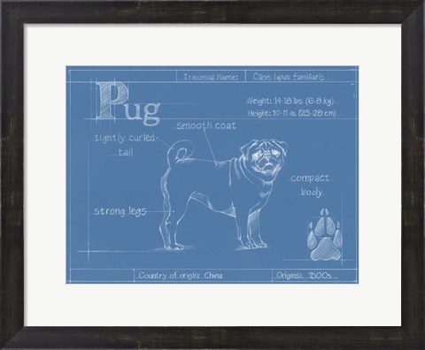 Framed Blueprint Pug Print