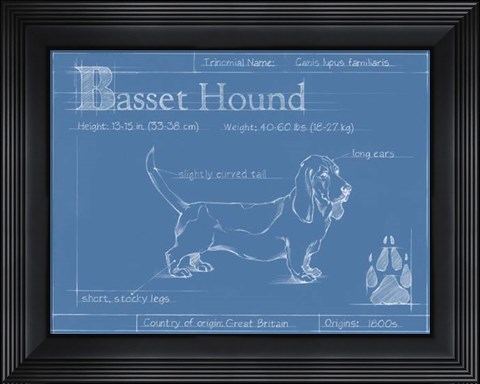 Framed Blueprint Basset Hound Print