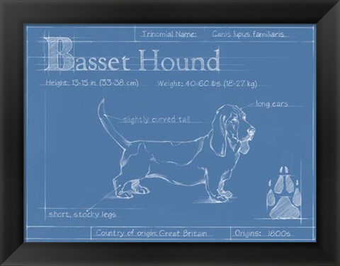 Framed Blueprint Basset Hound Print