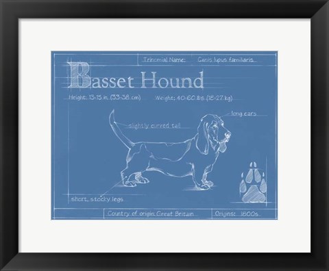 Framed Blueprint Basset Hound Print