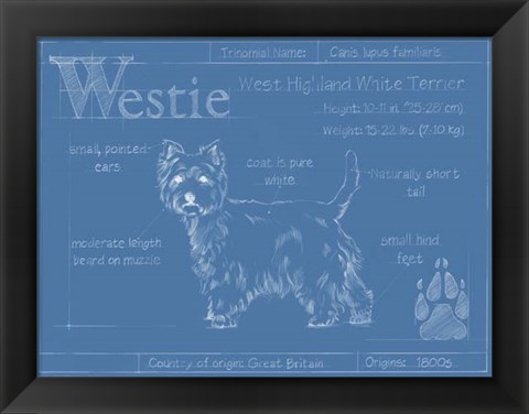 Framed Blueprint Westie Print