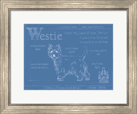 Framed Blueprint Westie Print