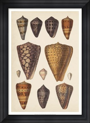 Framed Antique Cone Shells I Print