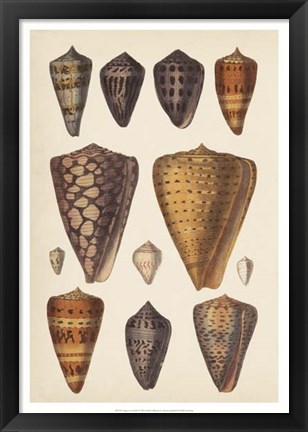 Framed Antique Cone Shells I Print